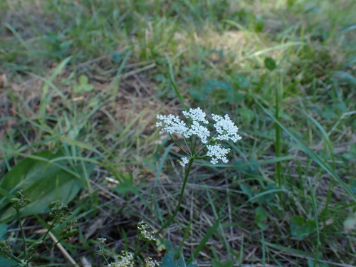 Pimpinella saxifraga (Burnet-saxifrage)