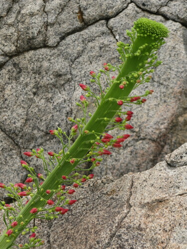 Scrophularia californica (California beeplant) (alternate view 10)