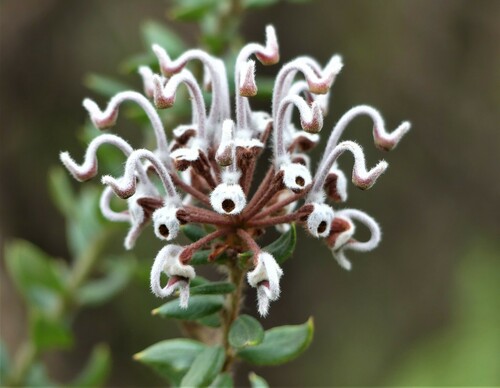 Grevillea buxifolia (Grey Spider Flower)
