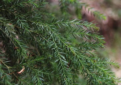 Acacia verticillata (Prickly moses) (alternate view 8)