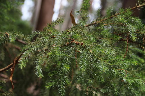 Acacia verticillata (Prickly moses) (alternate view 10)