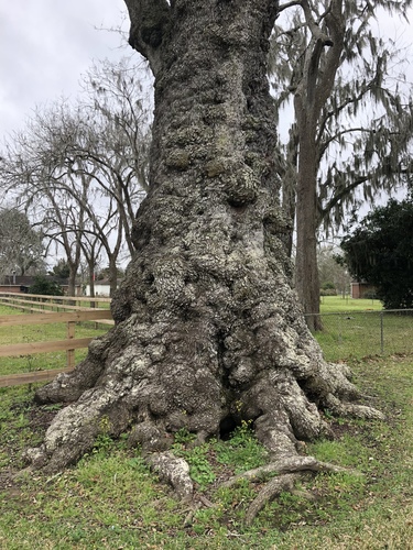 Quercus virginiana (Southern Live Oak)