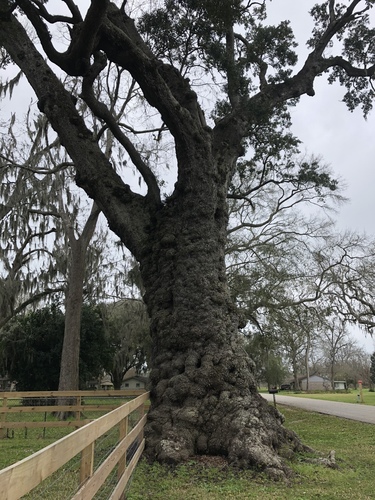 Quercus virginiana (Southern Live Oak)