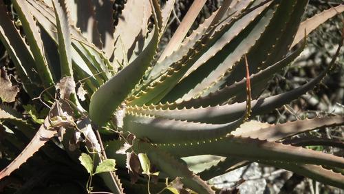 Aloe arborescens (Candelabra Aloe) (alternate view 4)