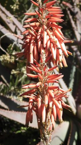 Aloe arborescens (Candelabra Aloe) (alternate view 5)