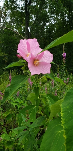 Hibiscus moscheutos (Hardy Hibiscus)