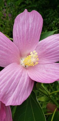 Hibiscus moscheutos (Hardy Hibiscus)