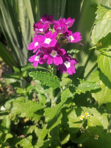 Glandularia × hybrida (garden verbena) (alternate view 7)