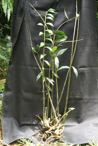 Zamioculcas zamiifolia (ZZ Plant)