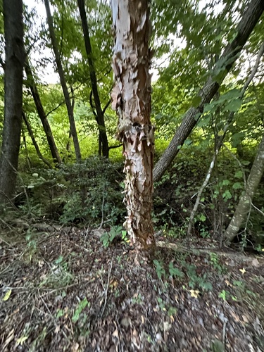 Betula nigra (River Birch)