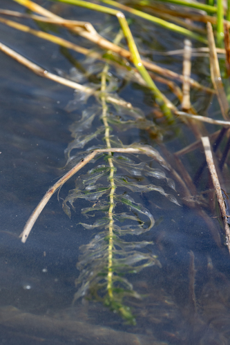 Potamogeton (Pondweeds) (alternate view 3)