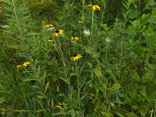 Rudbeckia fulgida var. deamii (Deams Black-Eyed Susan) (alternate view 4)