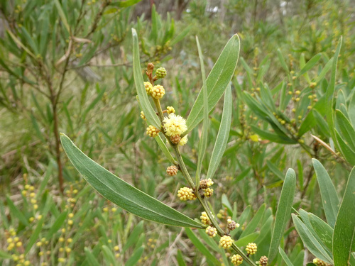 Acacia stricta (Hop wattle) (alternate view 7)