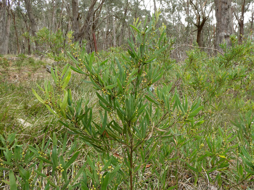 Acacia stricta (Hop wattle) (alternate view 8)