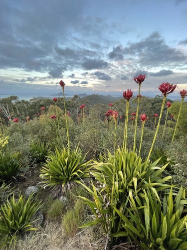 Doryanthes excelsa (Gymea Lily) (alternate view 6)
