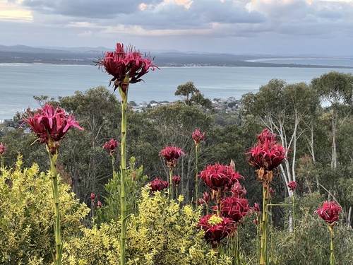 Doryanthes excelsa (Gymea Lily) (alternate view 7)