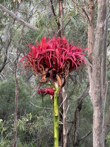 Doryanthes excelsa (Gymea Lily) (alternate view 8)