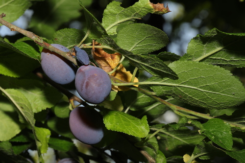 Prunus insititia (Damson)
