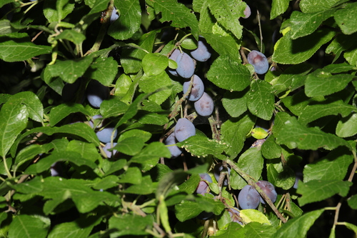 Prunus insititia (Damson)