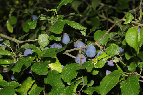 Prunus insititia (Damson)