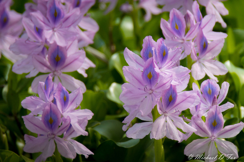 Pontederia crassipes (common water hyacinth)