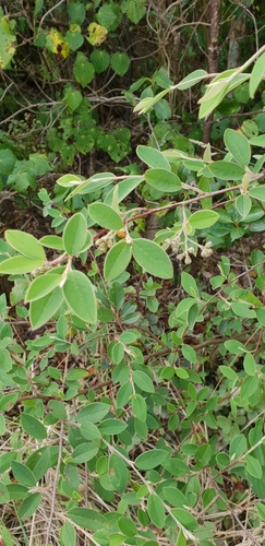 Cotoneaster glaucophyllus (Bright bead cotoneaster) (alternate view 4)