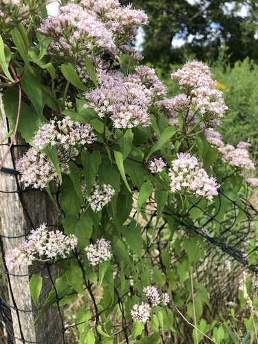 Mikania scandens (climbing hempvine) (alternate view 10)