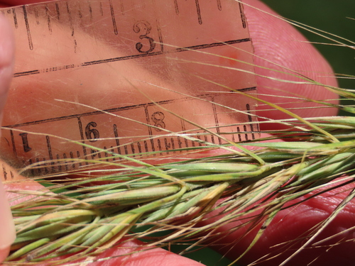 Elymus (wild ryes and wheatgrasses) (alternate view 4)