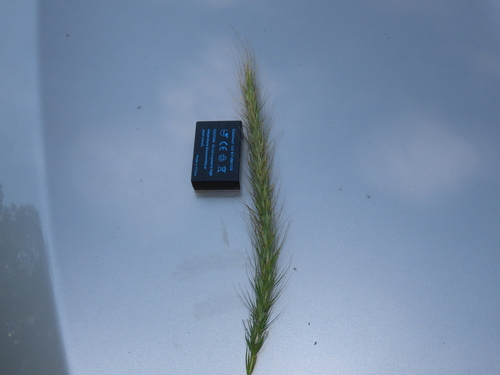 Elymus (wild ryes and wheatgrasses) (alternate view 7)