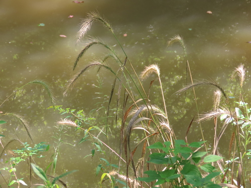 Elymus (wild ryes and wheatgrasses) (alternate view 3)