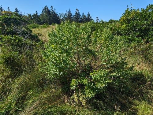Baccharis halimifolia (groundsel tree)