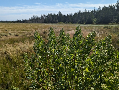Baccharis halimifolia (groundsel tree)