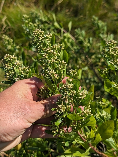 Baccharis halimifolia (groundsel tree)