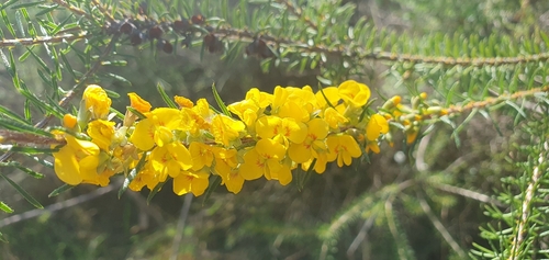 Dillwynia floribunda (Parrot Pea) (alternate view 2)
