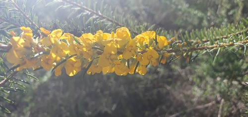 Dillwynia floribunda (Parrot Pea) (alternate view 3)