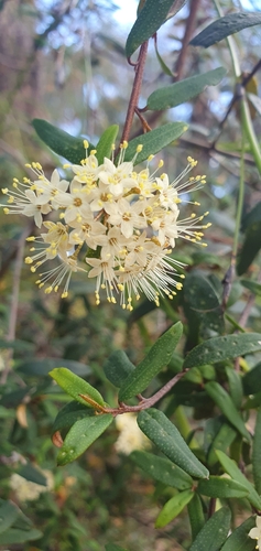 Phebalium squamulosum (scaly phebalium) (alternate view 6)