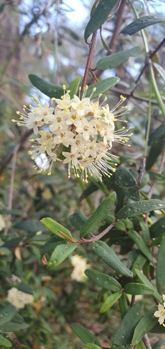 Phebalium squamulosum (scaly phebalium) (alternate view 7)