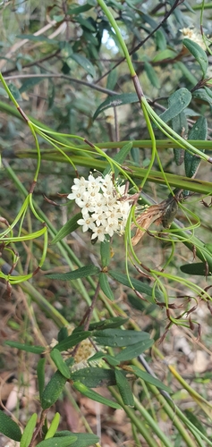 Phebalium squamulosum (scaly phebalium) (alternate view 8)