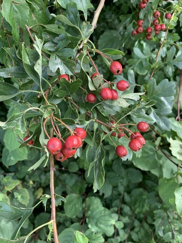 Crataegus laevigata (English Hawthorn)