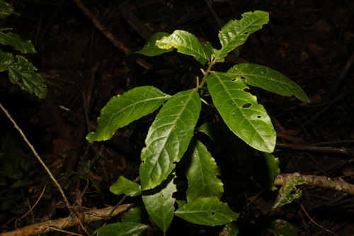 Claoxylon australe (Brittlewood) (alternate view 2)