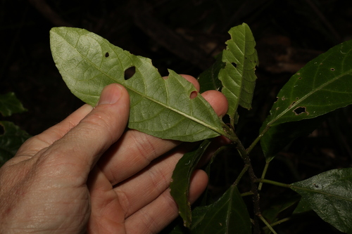 Claoxylon australe (Brittlewood) (alternate view 3)