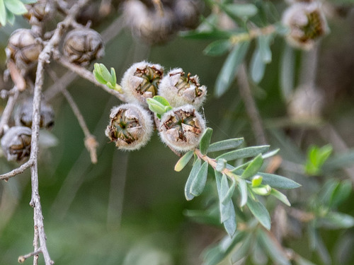 Leptospermum lanigerum (Woolly Teatree)