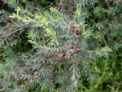 Leptospermum lanigerum (Woolly Teatree) (alternate view 2)