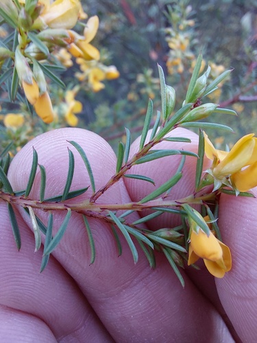 Pultenaea (Bush-peas) (alternate view 6)