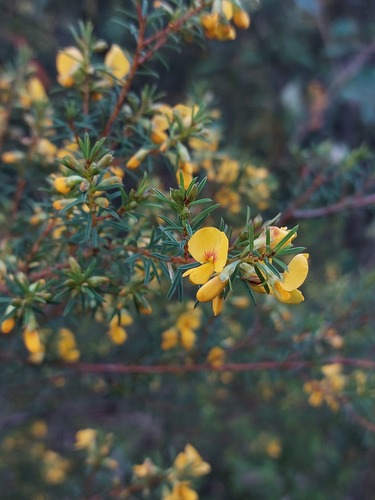 Pultenaea (Bush-peas) (alternate view 5)
