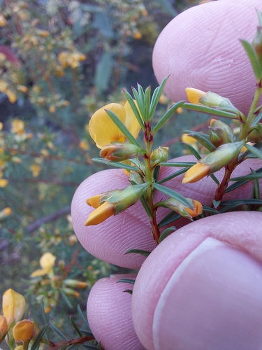 Pultenaea (Bush-peas) (alternate view 7)