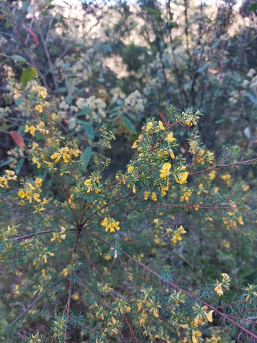 Pultenaea (Bush-peas) (alternate view 8)
