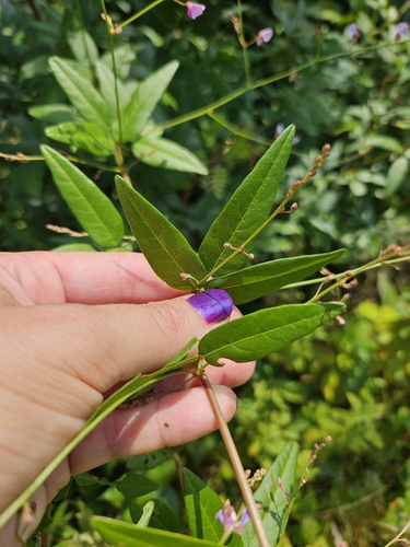 Desmodium paniculatum (panicled ticktrefoil) (alternate view 2)