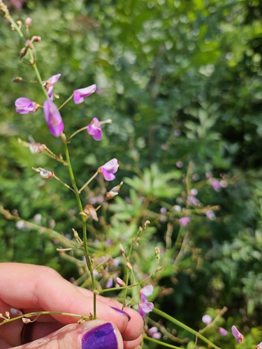 Desmodium paniculatum (panicled ticktrefoil) (alternate view 3)