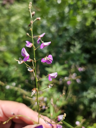 Desmodium paniculatum (panicled ticktrefoil) (alternate view 4)